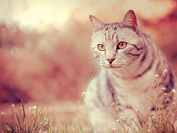 Cat at sunset, animal, kitten, cat, feline HD wallpaper
