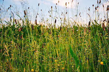 Nature, Grass, Summer, Field, Sunny, Solar HD wallpaper