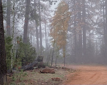 Misty Mountain Road, mist, trees, dirt, road HD wallpaper