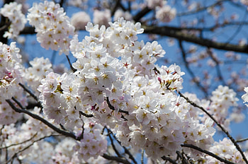 Flower Blossom, nature, Flower, Blossom, tree HD wallpaper