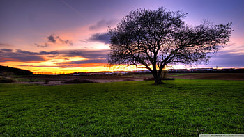 beautiful sunset on town, field, town, grass, sunset, tree HD wallpaper