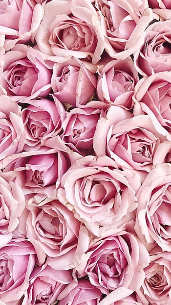 Pink, Pink Roses HD phone wallpaper
