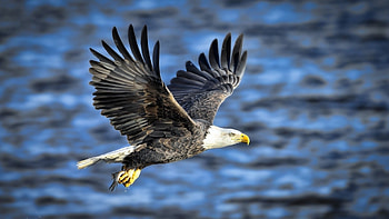 Eagle Flight Caught Fish, sea, animal, wings, eagle, bird, flight, fish, lake HD wallpaper