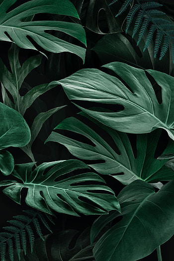 premium illustration of Fresh natural green Monstera Deliciosa. Green leaf background, Leaf background, Nature graphy trees, Dark Leaves Aesthetic HD phone wallpaper