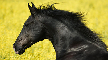 Majestic black beauty, Ultra high definition, perfection, Wild and HD wallpaper