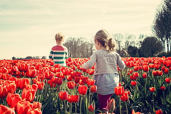 Two children walking through a vibrant field of red tulips on a sunny spring day. HD wallpaper