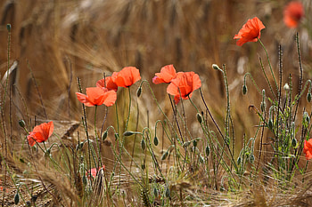 Poppies, red flowers, meadow, outdoor HD wallpaper