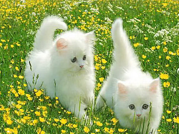 Fluff and buttercups, white, field, green, buttercups, fluffy, kittens HD wallpaper
