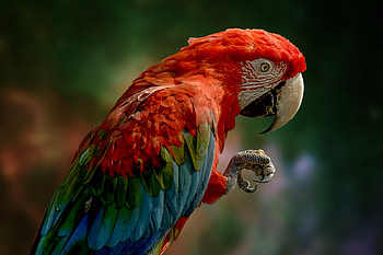 Macau, Bird, Parrot, Feathers, Nature HD wallpaper