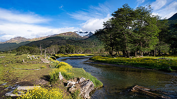 Landscape View Of Snow Covered Greenery Mountain River Between Yellow Flowers Grass Field Trees Scenery Nature HD wallpaper