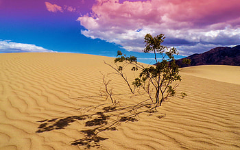 Mesquite Flat Sand Dunes, Death Valley, California, plant, hills, landscape, clouds, sky, sunset, usa HD wallpaper