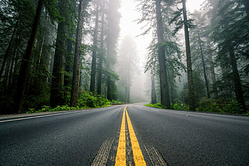 Beautiful View, trees, nature, Beautiful, forest HD wallpaper