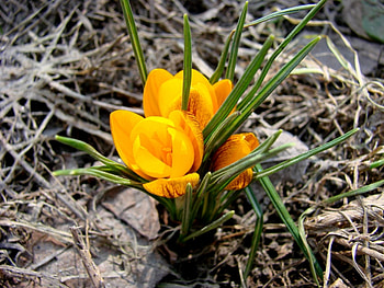 Plants, Flowers HD wallpaper