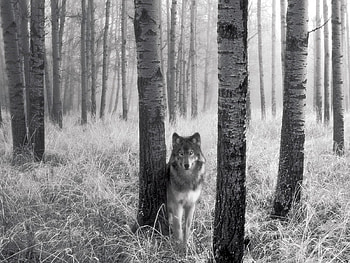 Animals, Wolfs, Art HD wallpaper