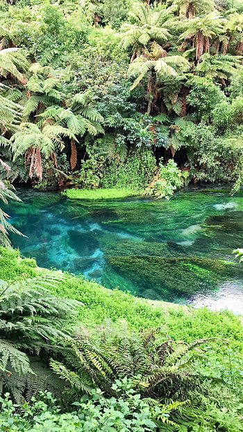 Springs, Green Nature HD phone wallpaper