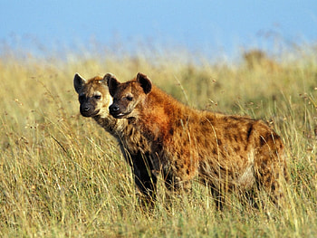 Spotted Hyenas, grass, hyenas, sky, forest HD wallpaper
