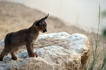 Caracal , Stunning visuals, Impressive ry, High-quality resolution HD wallpaper