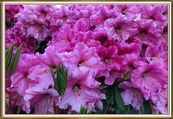 STUNNING FLOWERS, PRETTY, NATURE, FLOWERS HD wallpaper