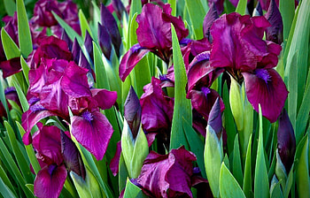 Flowers, Bright, Greens, Flower Bed, Flowerbed, Irises HD wallpaper