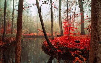 Red Autumn, trees, river, autumn, nature HD wallpaper