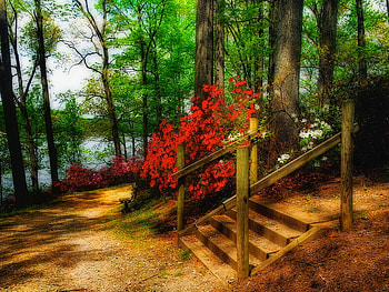 Forest paradise, steps, paradise, beautiful, beauty, summer, red, trees, nature, flowers, forest HD wallpaper