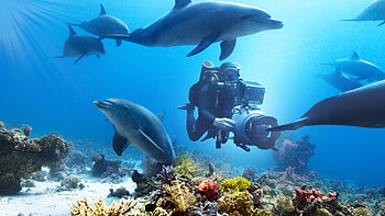 Diving with Dolphins, Diving HD wallpaper