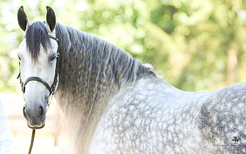 lovely, horses, horse, i love horses HD wallpaper