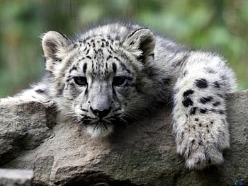 Snow Leopard Cub, cats, leopard, cub, snow HD wallpaper