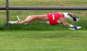 Run, Dog Sports HD wallpaper