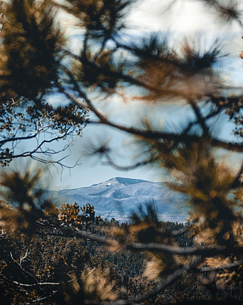 Nature, Trees, Mountain, Branches HD phone wallpaper