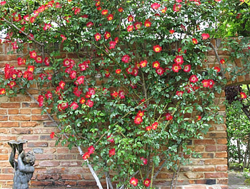 Roses, leaves, petals, blossoms, garden, wall HD wallpaper
