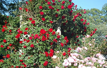 beautiful rose garden, garden, beautiful, nature, roses HD wallpaper