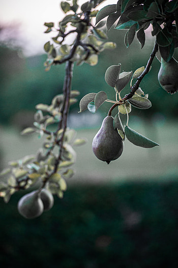 Nature, Wood, Tree, Branch, Fruit, Pear HD phone wallpaper