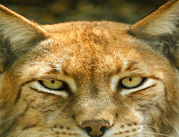 Wild Cat, closeup HD wallpaper