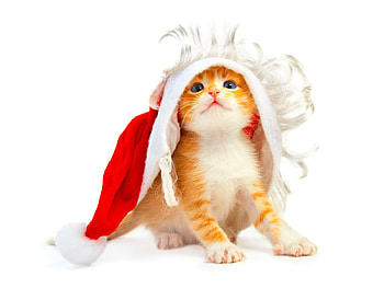 The Christmas Hat, cute, cat, hat, christmas HD wallpaper