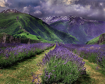 Landscupe, other, nature, flowers HD wallpaper