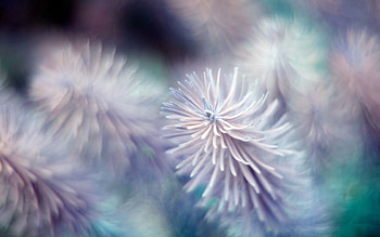 Nature, Plant, Macro, Colors, Color HD wallpaper