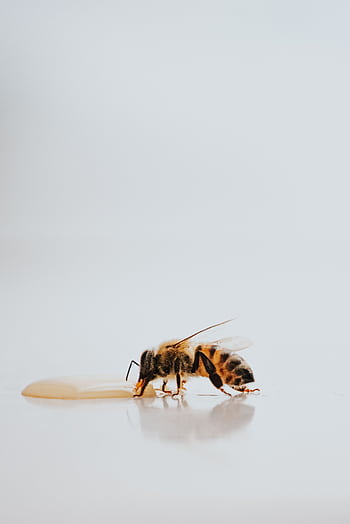 Close-up of a honey bee drinking honey on a smooth surface, showcasing intricate details. HD phone wallpaper