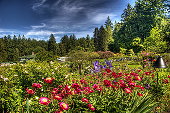 Nature, Flowers, Sky, Clouds, Lantern, Lamp, Garden, Brightly, Ease, Flora HD wallpaper