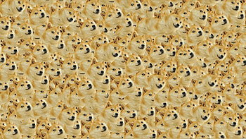 Doge HD wallpaper