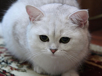Animals, Light, Cat, Eyes, Light Coloured, Sadness, Sweetheart, Nice, Sorrow HD wallpaper