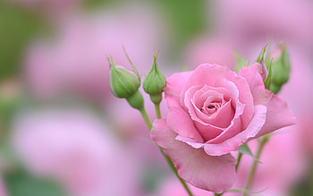 Rose, green, summer, pink, flower, trandafir, vara HD wallpaper
