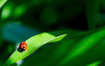Insects, Ladybugs HD wallpaper