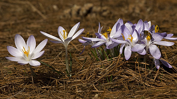 Plants, Flowers HD wallpaper