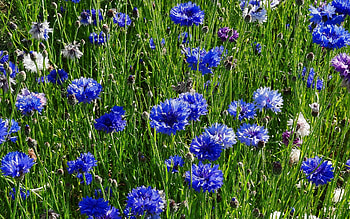 Cornflower Meadow, Latvia, cornflowers, flowers, meadow HD wallpaper