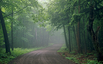 Nature, Road, Forest, Fog, Haze, Unknown, Obscurity HD wallpaper