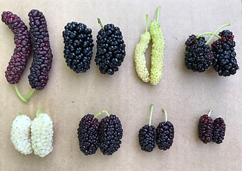 Mulberry varieties, Indigenous flavors, Australian greens, Fruit recipes HD wallpaper