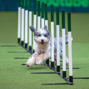 Crufts 2022, Dog Sports HD phone wallpaper