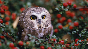 Animals, Birds, Owl HD wallpaper
