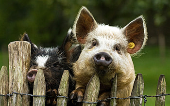 Animals, Pigs, Couple, Pair, Fence HD wallpaper